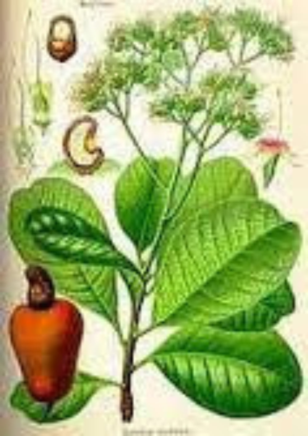 Anacardium Orientale