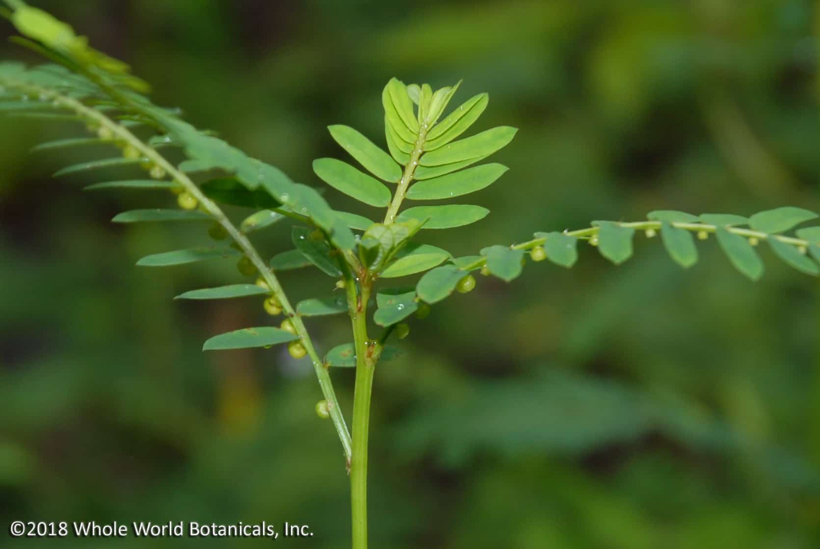 Royal Chanca Piedra stonebreaker herb supplement bottleBotanicals